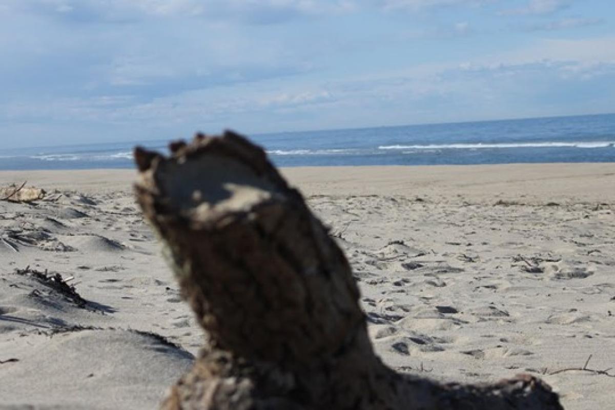 Head of the Meadow Beach Sand