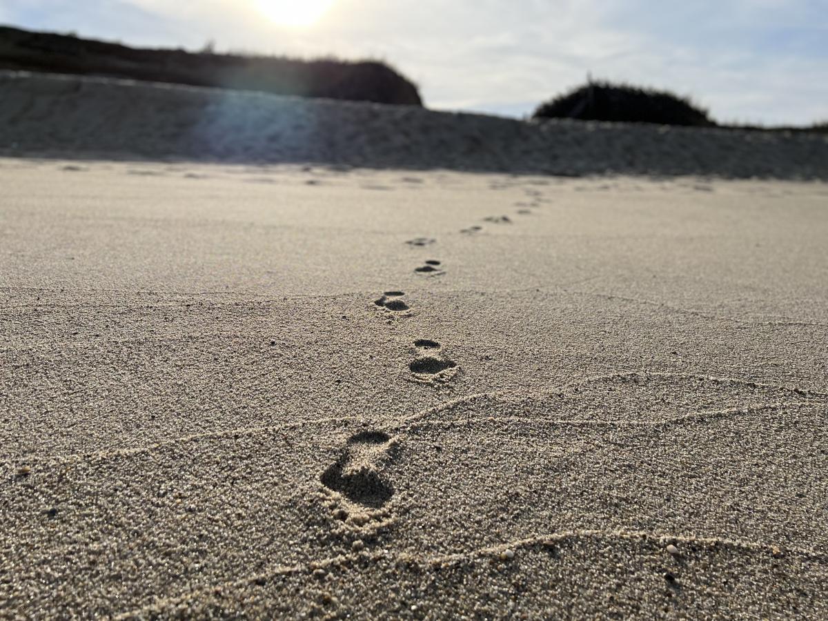 ballston beach footprints