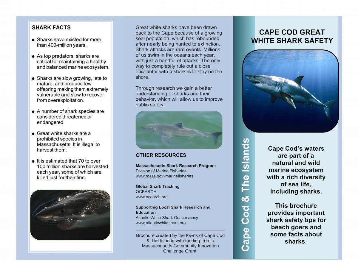 Shark Safety Brochure 