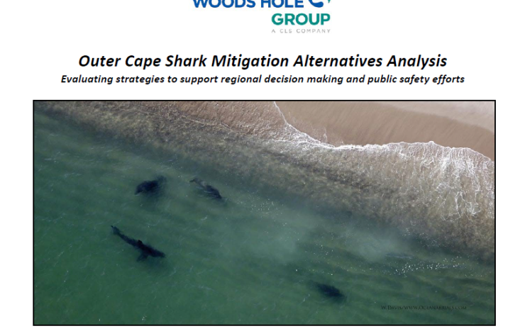 shark analysis